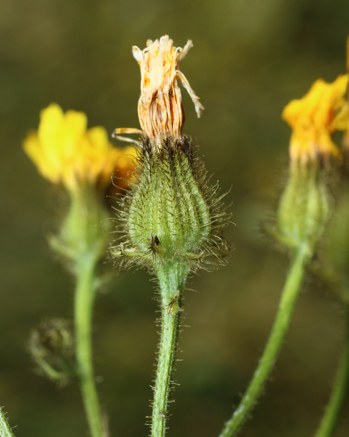 Image of Crepis tectorum specimen.