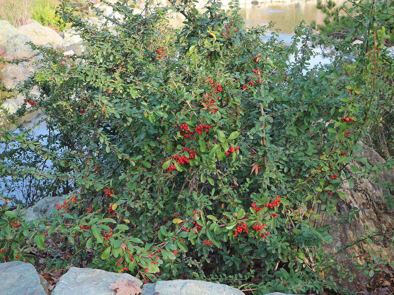 Image of Pyracantha coccinea specimen.