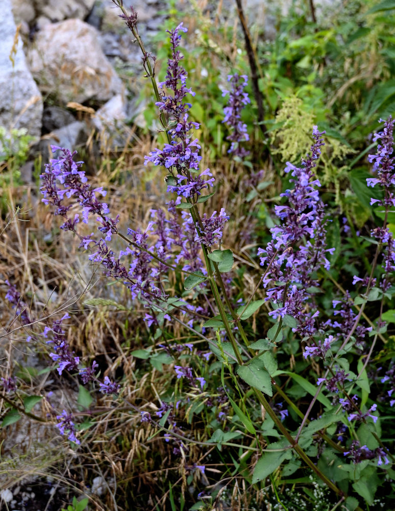 Изображение особи Nepeta grandiflora.