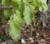 Fagus × taurica. Ветвь с молодыми листьями. Крым, Чатырдаг, склон у нижнего плато. 06.05.2010.