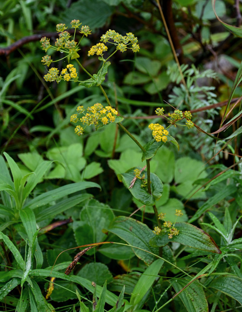 Изображение особи Bupleurum longiradiatum.