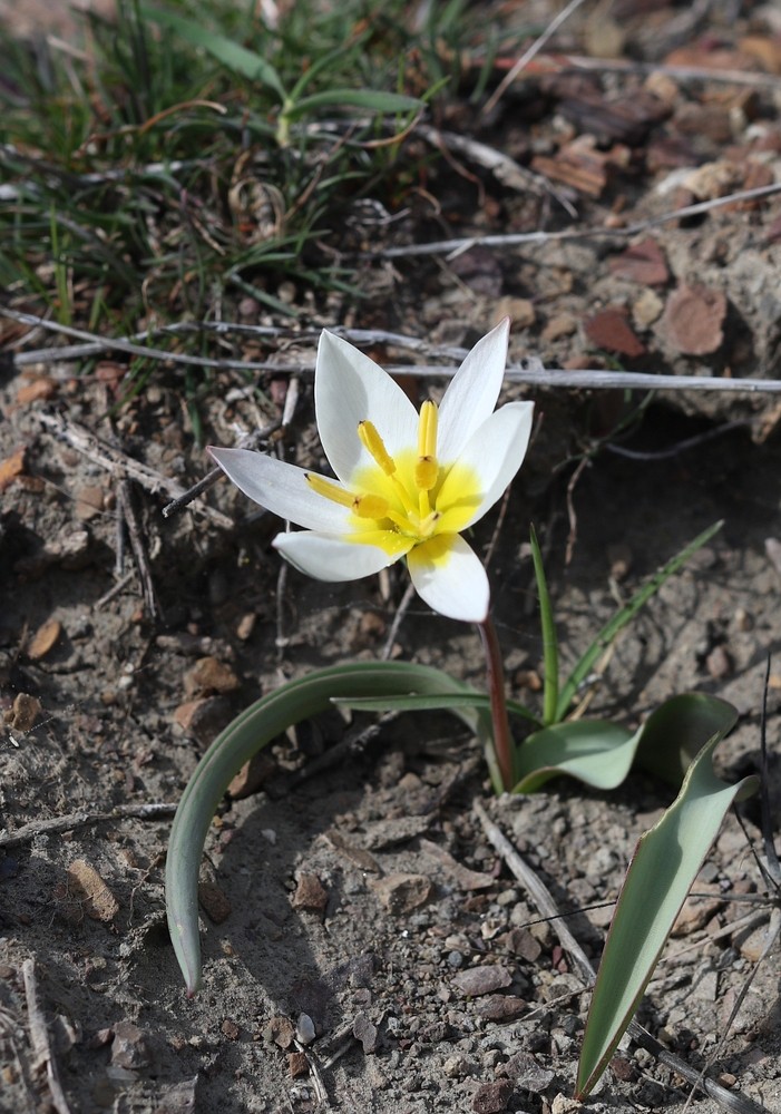 Image of Tulipa biflora specimen.