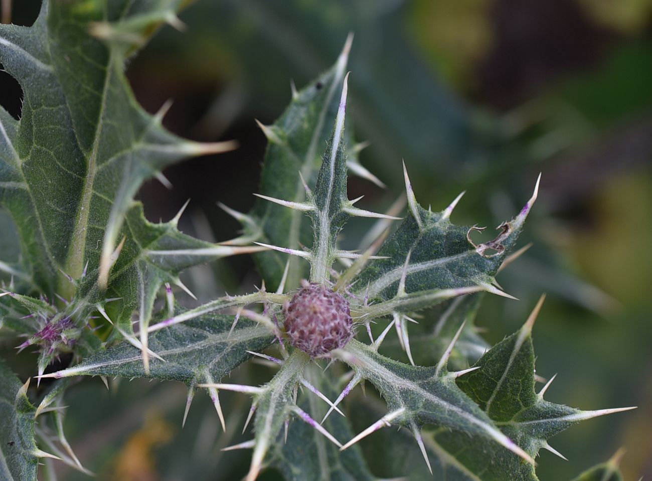 Image of Cirsium ketzkhovelii specimen.