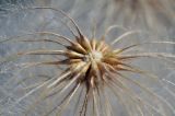 View full-size image Clematis serratifolia