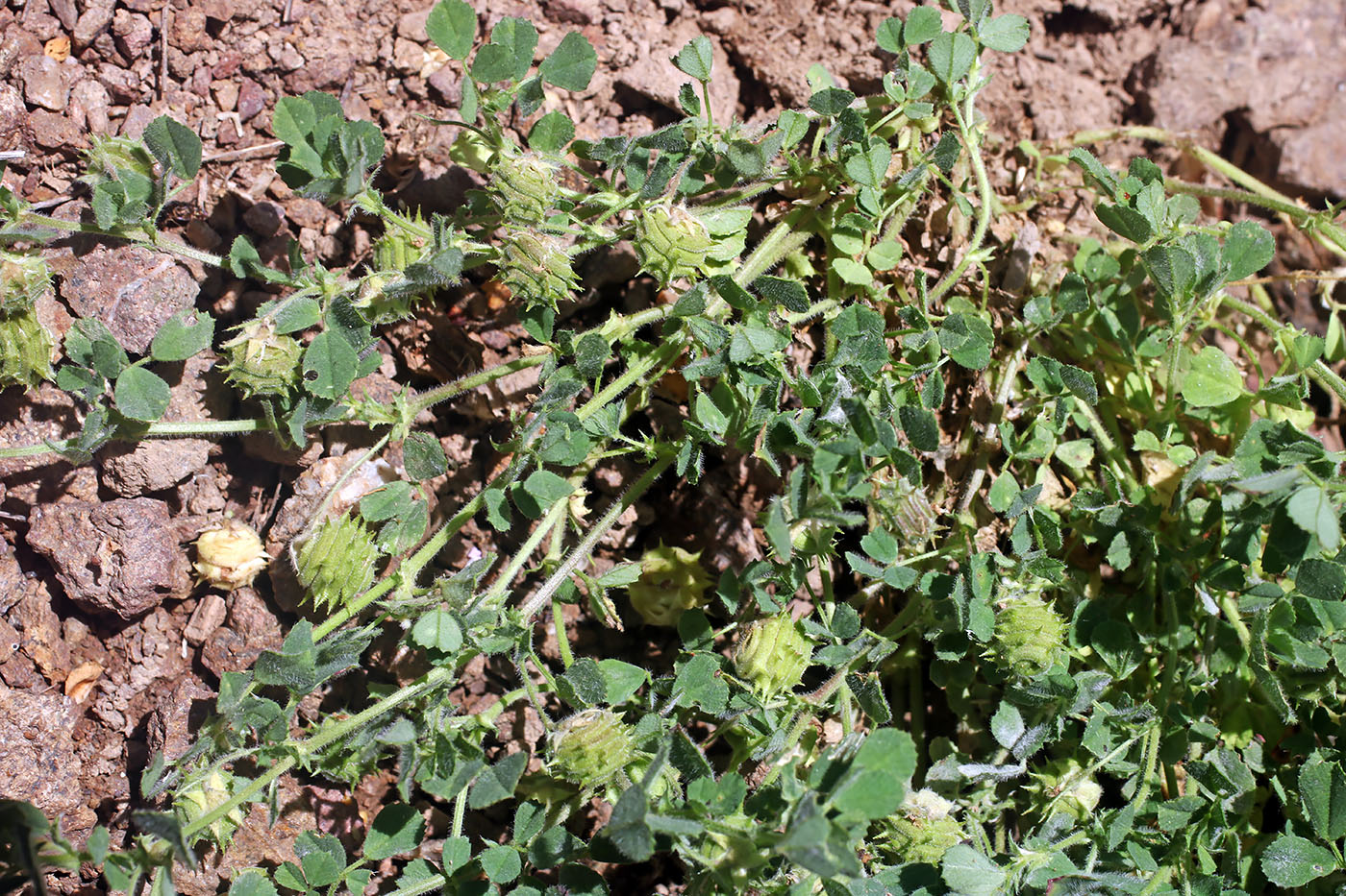 Image of Medicago rigidula specimen.