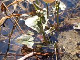 Caltha membranacea