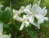 Lonicera tatarica