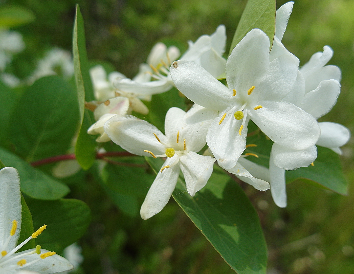 Image of Lonicera tatarica specimen.