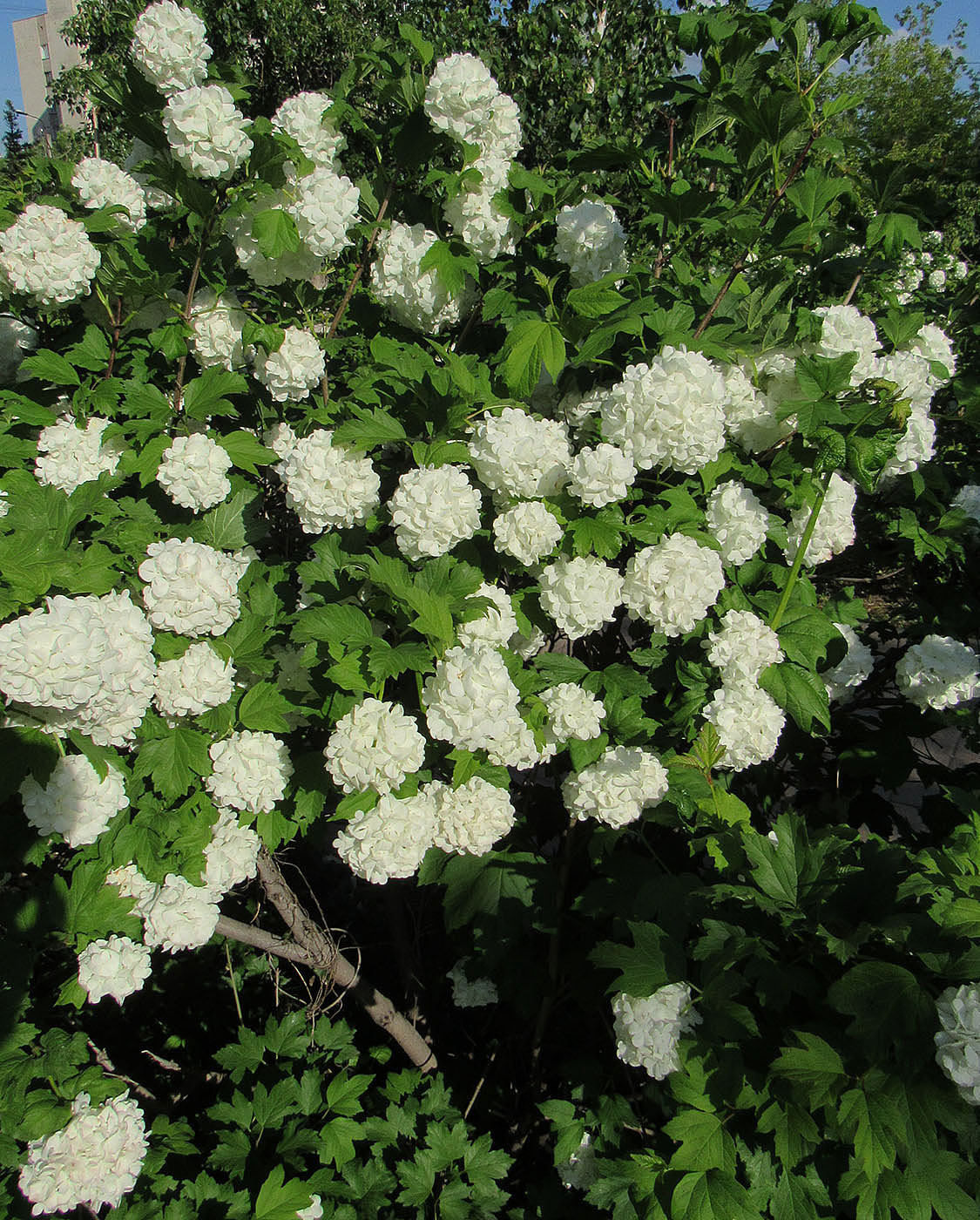 Image of Viburnum opulus f. roseum specimen.