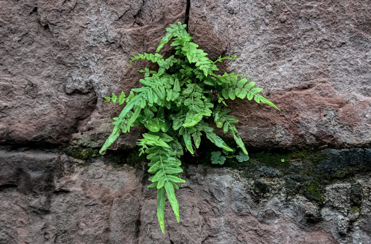 Изображение особи Pteris vittata.