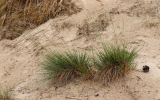 Смотреть изображение Festuca sabulosa
