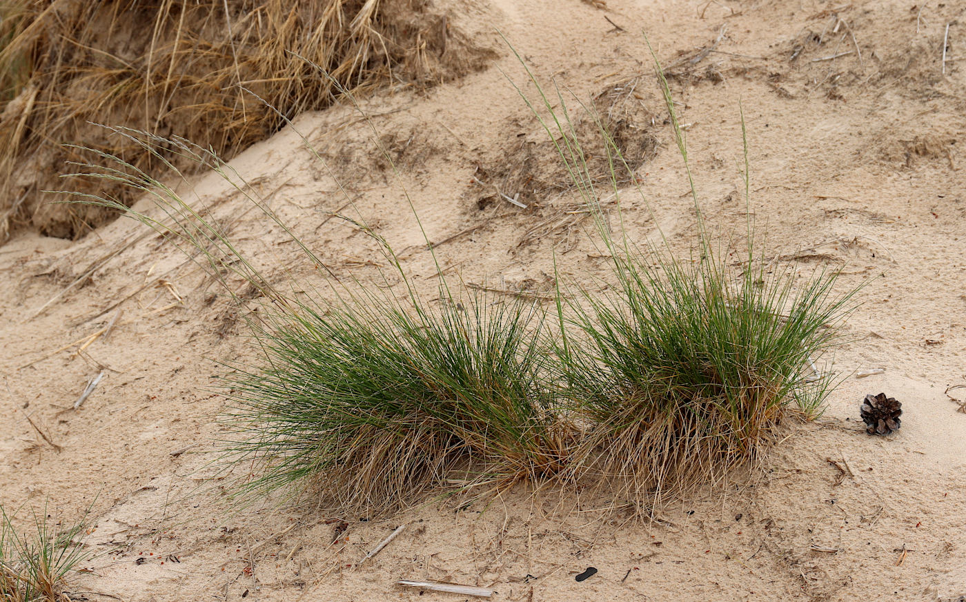 Изображение особи Festuca sabulosa.