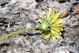 genus Taraxacum