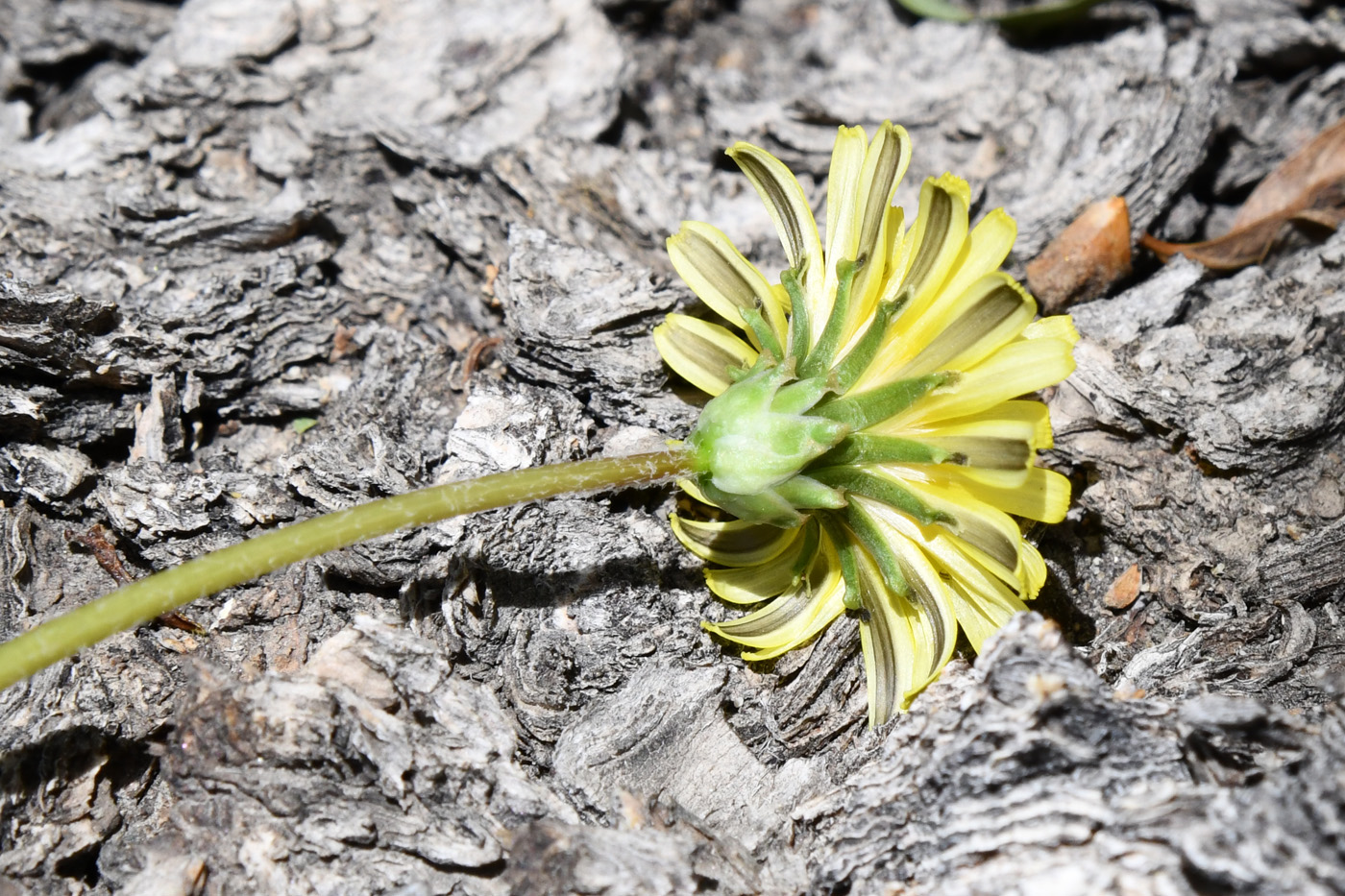 Image of genus Taraxacum specimen.