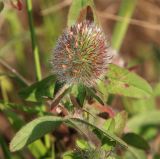 Trifolium diffusum