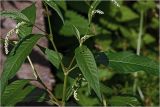 Persicaria lapathifolia. Часть веточки с формирующимися соцветиями. Московская обл., Раменский р-н, окр. дер. Хрипань, садовый участок. 16.08.2024.