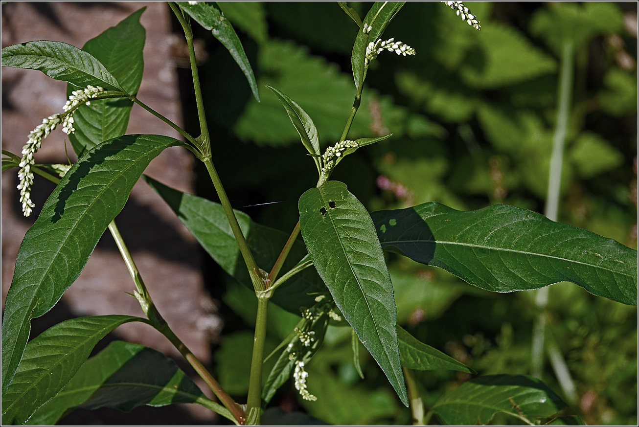 Изображение особи Persicaria lapathifolia.