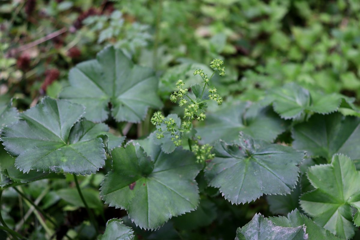 Изображение особи род Alchemilla.