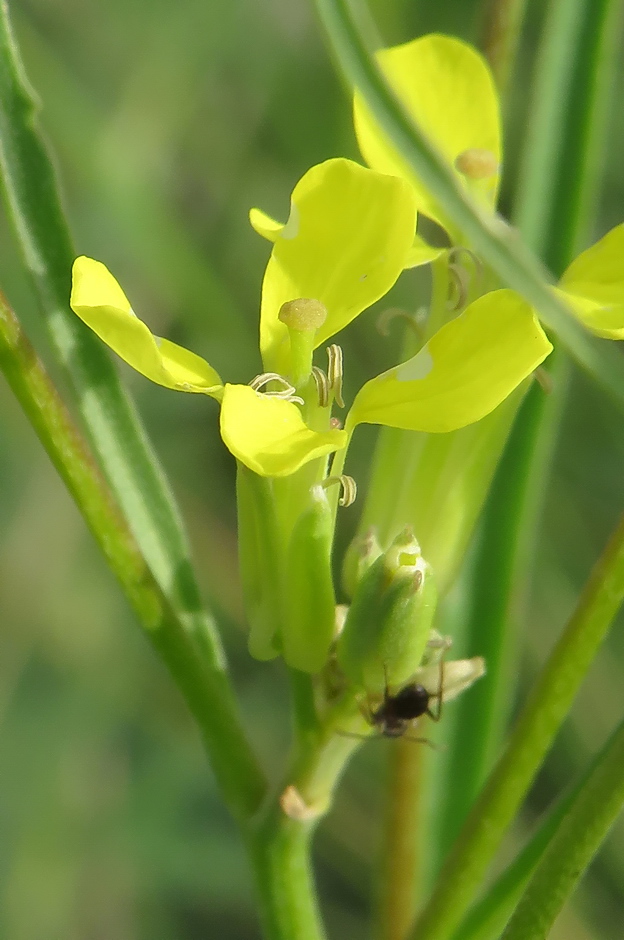 Image of Erysimum canescens specimen.