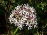 Allium quercetorum. Соцветие. Крым, Южный Берег, сев. склон горы Аю-Даг, дубовый лес. 25.05.2024.