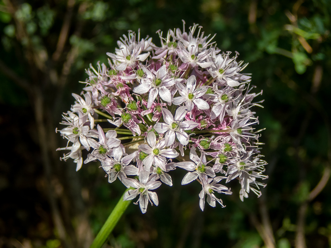 Изображение особи Allium quercetorum.