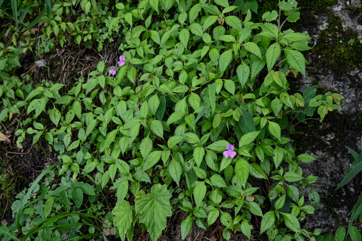 Image of genus Impatiens specimen.