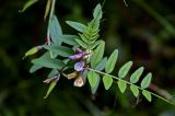 Vicia sepium