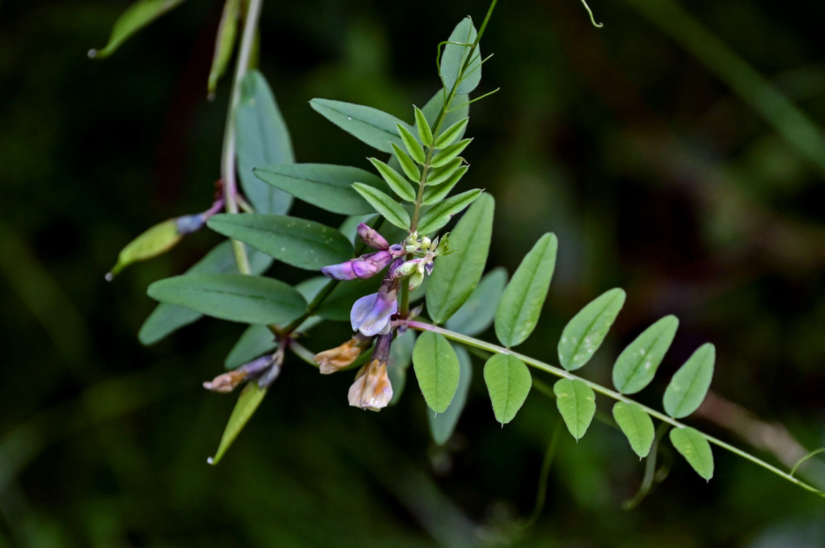 Image of Vicia sepium specimen.