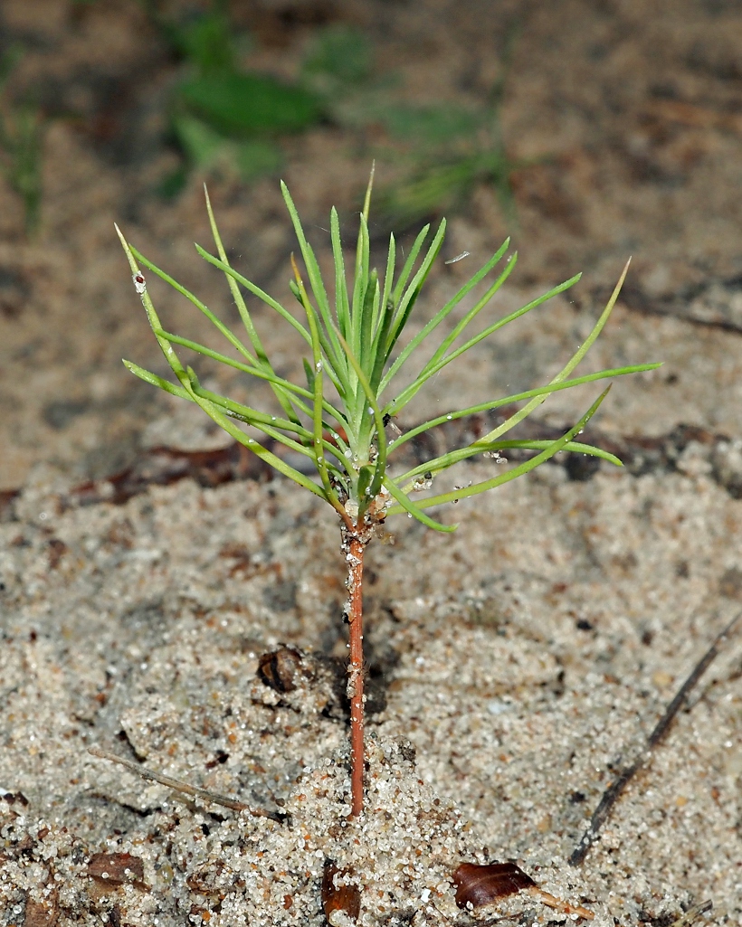 Изображение особи Pinus sylvestris.