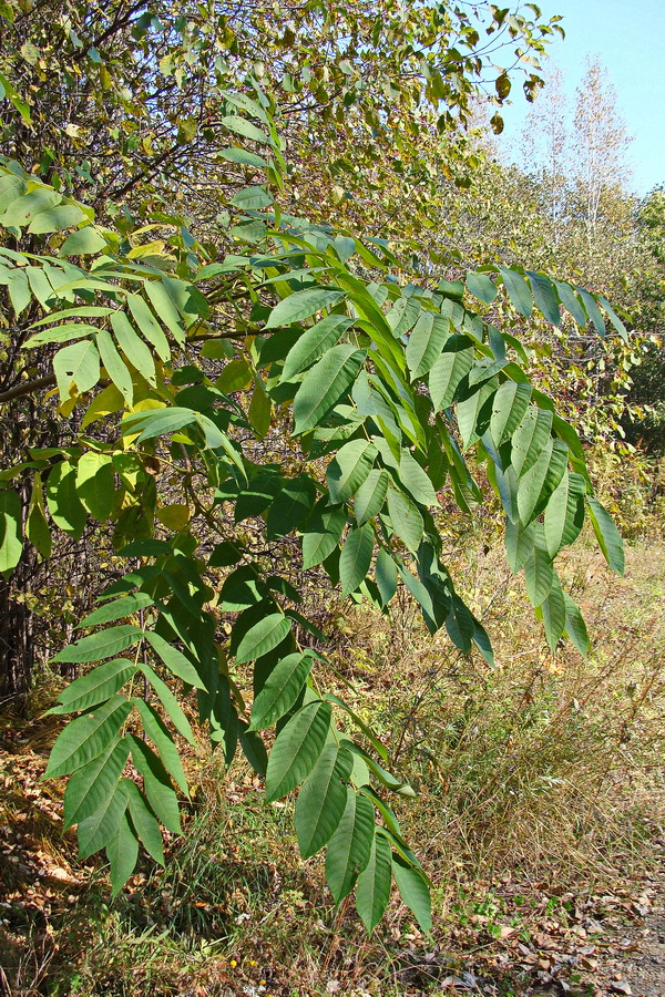 Image of Juglans mandshurica specimen.