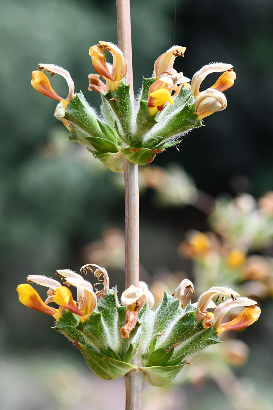 Изображение особи Phlomoides hissarica.