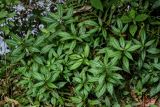 Pilea sinofasciata