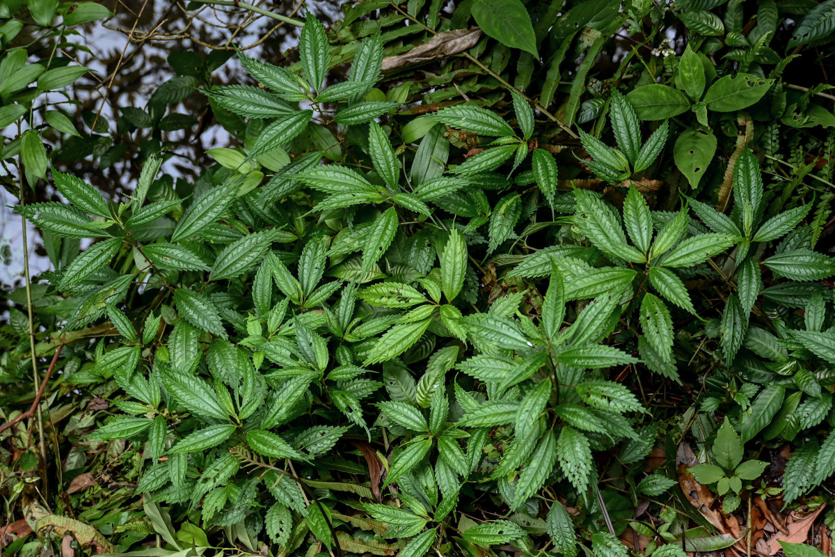 Image of Pilea sinofasciata specimen.