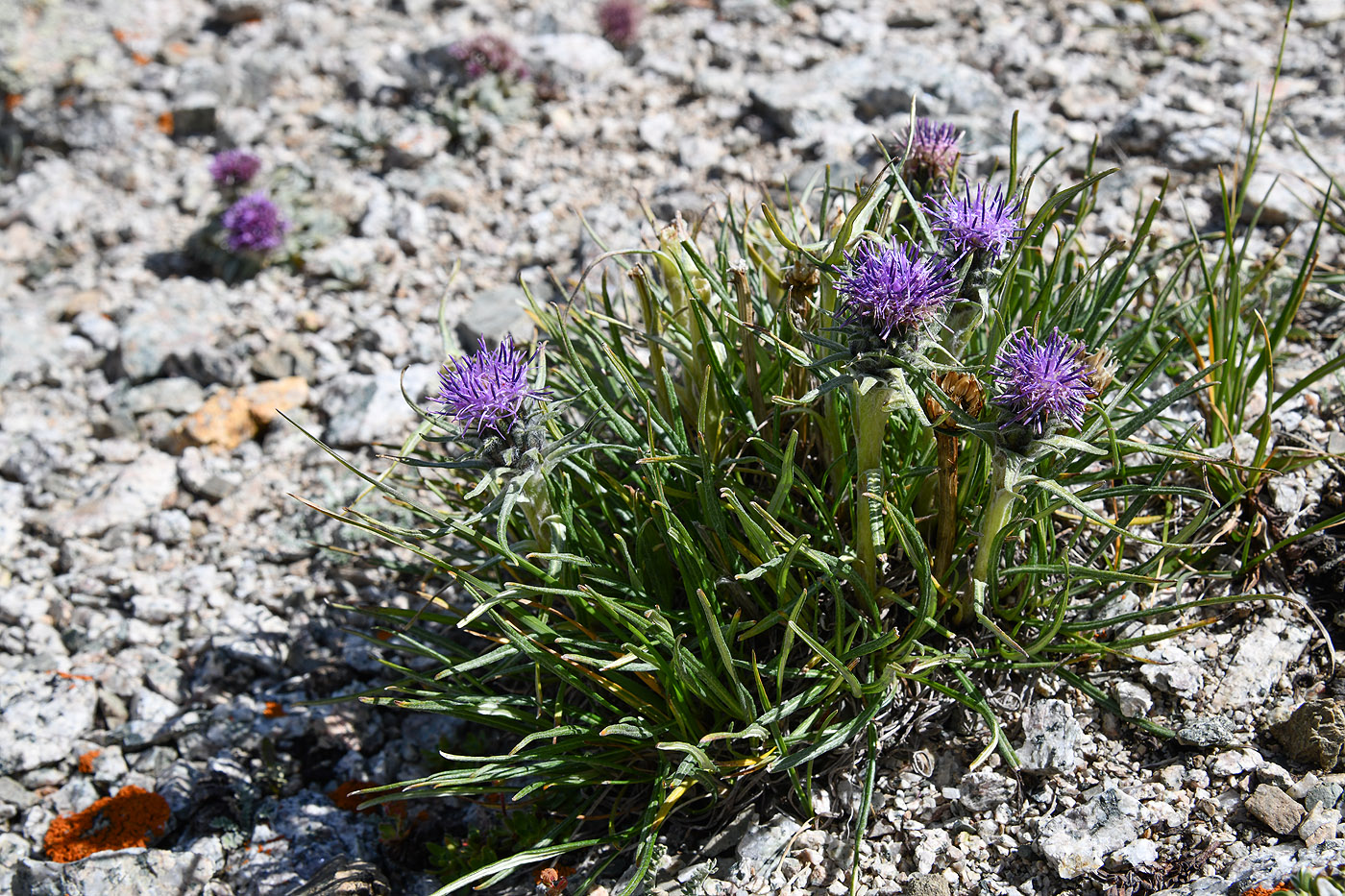 Изображение особи Saussurea leucophylla.