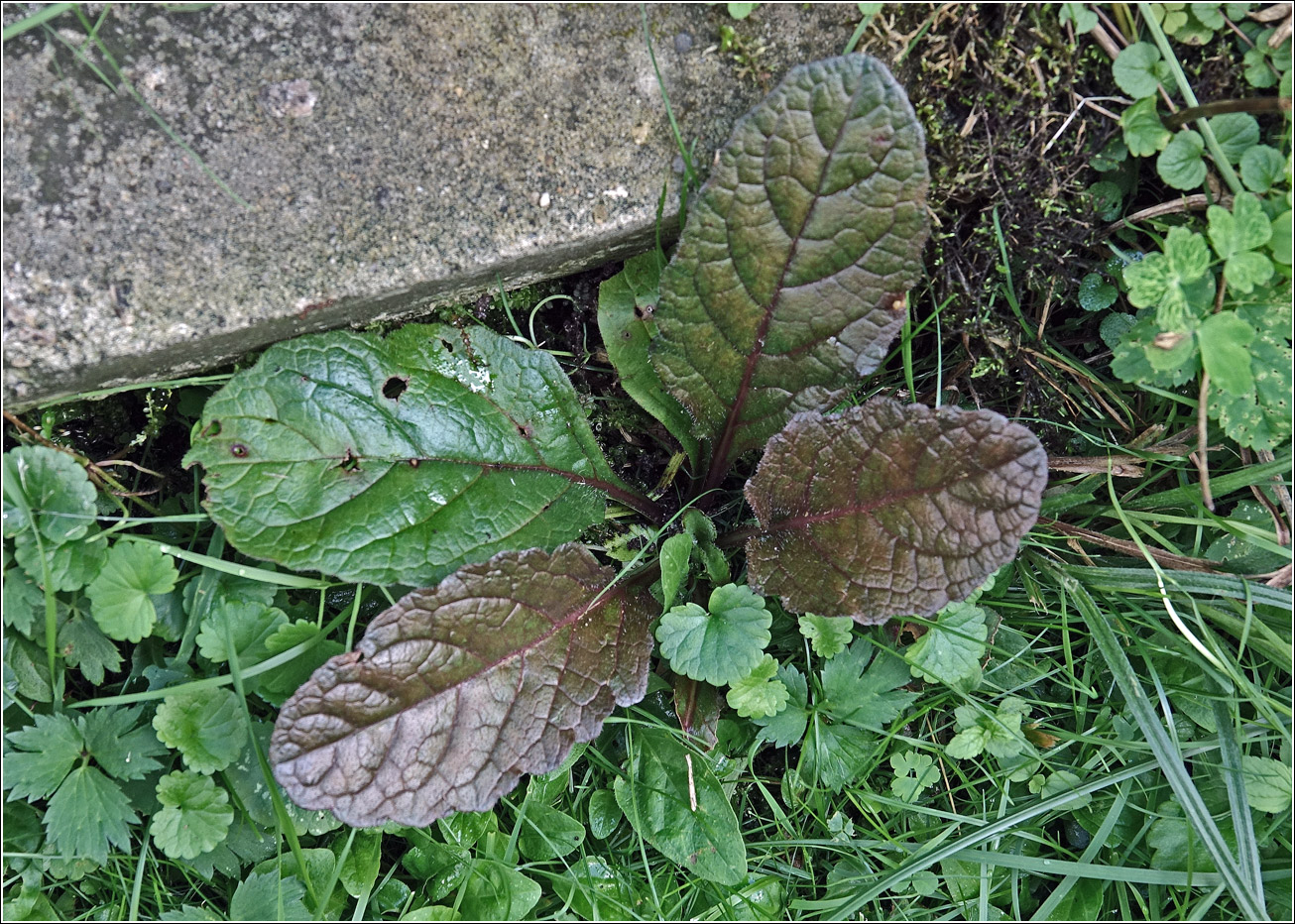 Image of Erigeron annuus specimen.