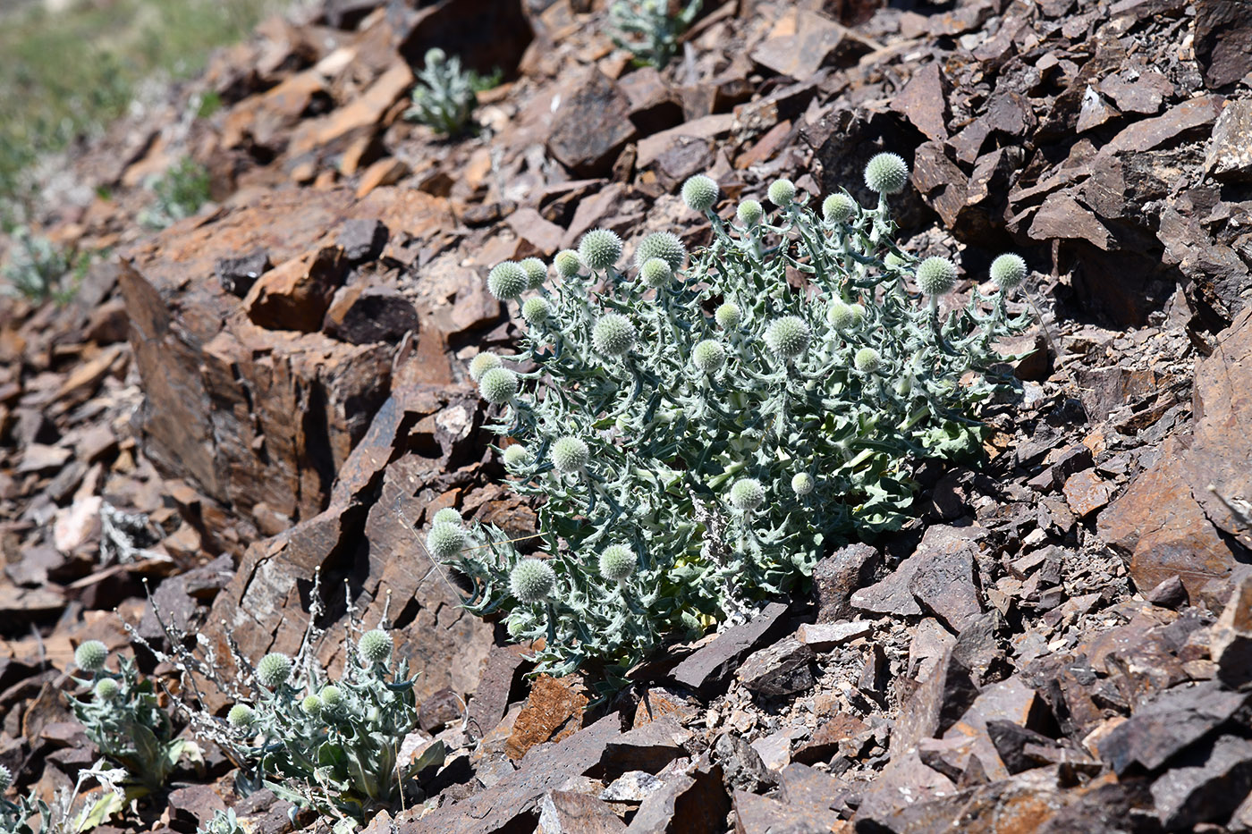 Image of Echinops nanus specimen.