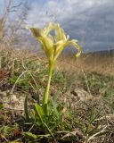 Iris pumila. Цветущее растение. Краснодарский край, Крымский р-н, окр. станицы Неберджаевская, задернованное скальное обнажение на месте старого заросшего карьера. 02.04.2025.