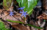 Scilla bifolia