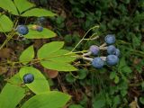Смотреть изображение Caulophyllum robustum