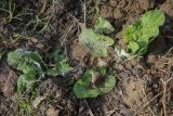 Смотреть изображение Arctium tomentosum