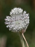 Смотреть изображение Allium guttatum