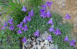 Смотреть изображение род Campanula