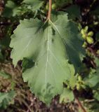 Смотреть изображение Xanthium orientale