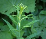 Смотреть изображение Chamaenerion angustifolium