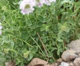 View full-size image Aethionema speciosum