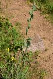 View full-size image Fibigia clypeata