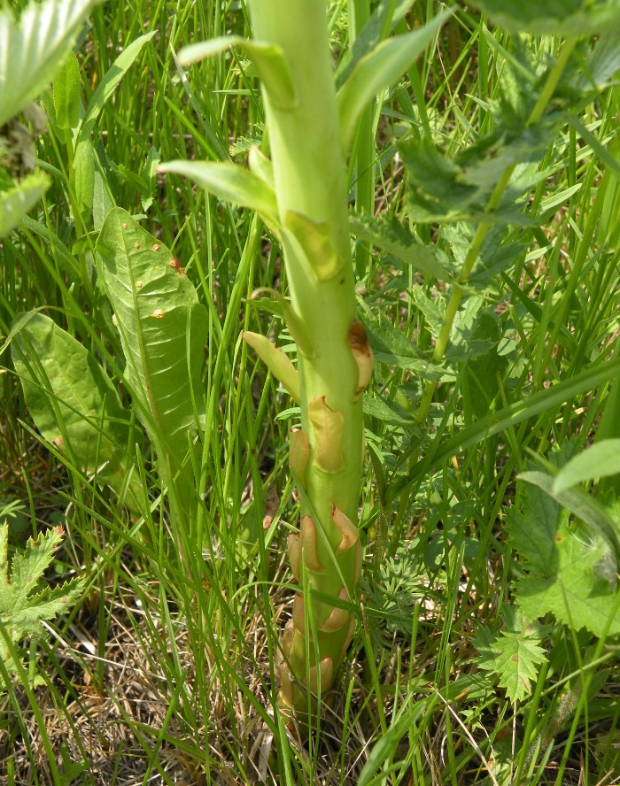 Изображение особи Euphorbia palustris.