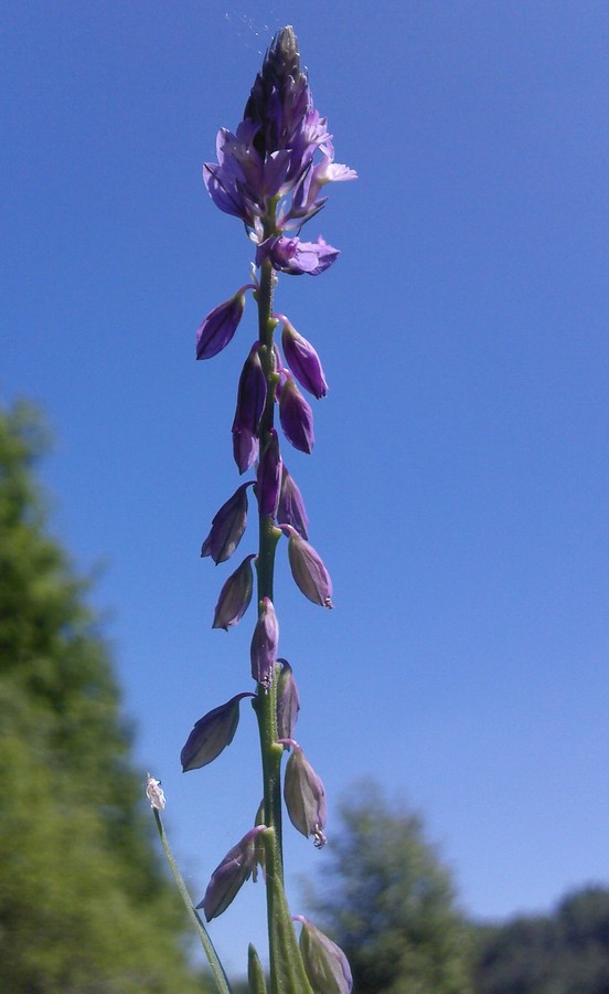 Image of Polygala comosa specimen.