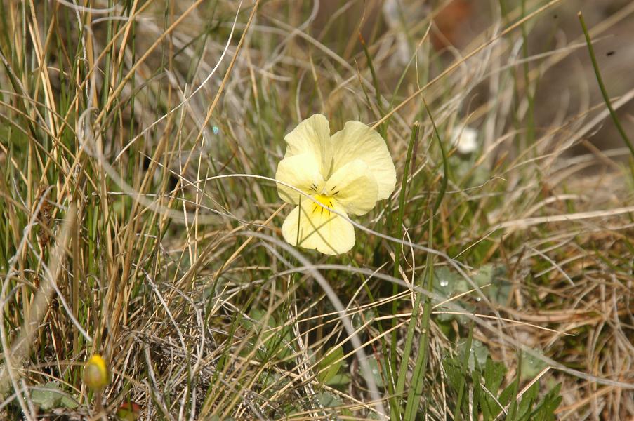 Изображение особи Viola oreades.