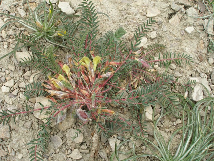 Image of Astragalus utriger specimen.